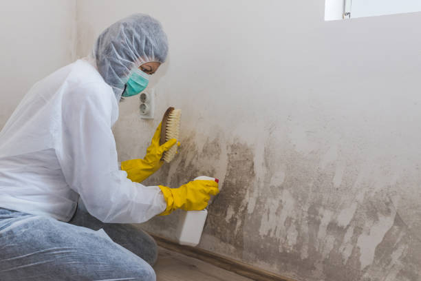 Professional Mold Remediation in Clinton, OH